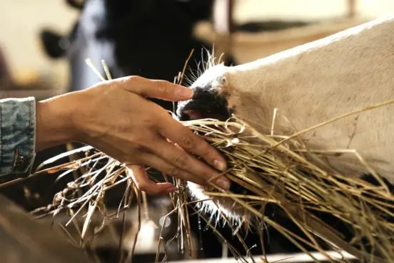 person feeding cow