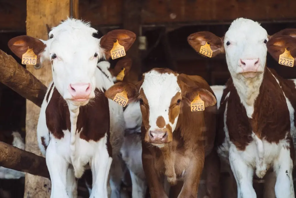 cattle in stable
