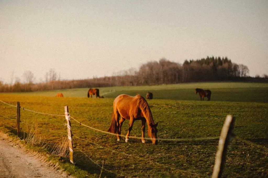 Pferde auf einem Feld