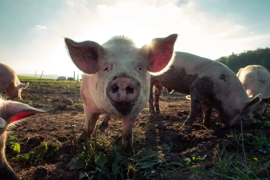 outdoor pigs