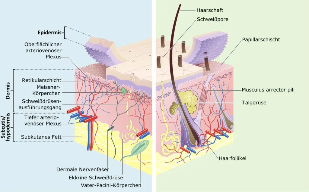 Schnitt durch die verschiedenen Schichten der menschlichen Haut