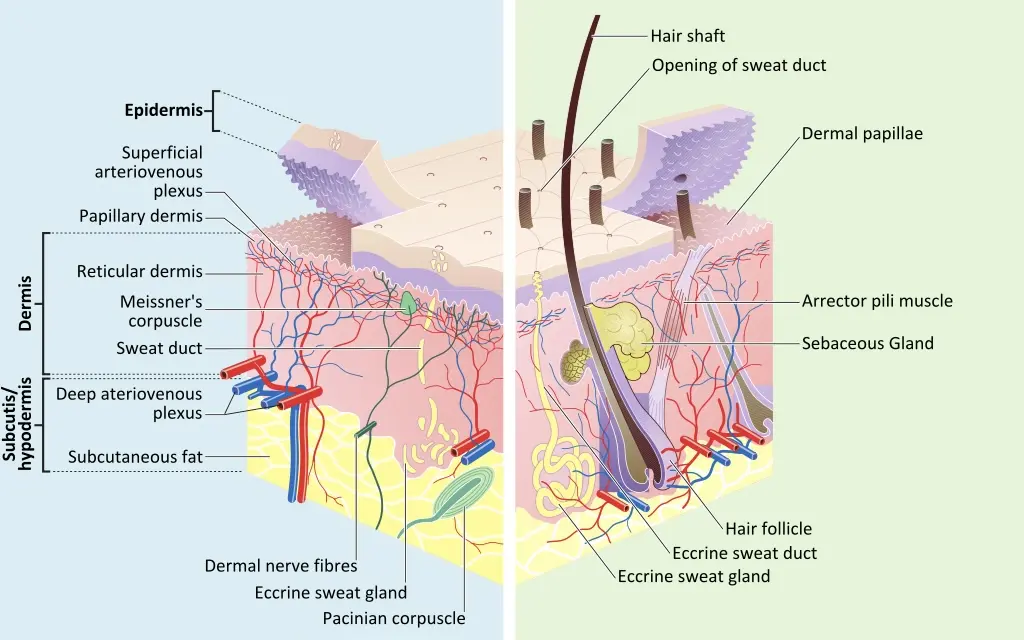 Cross section through the different layers of the human skin