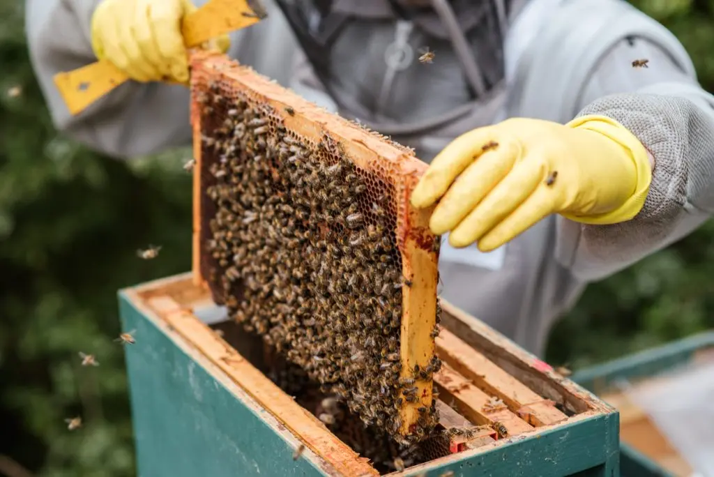 Bee keeper is feeding algae pet food to bees