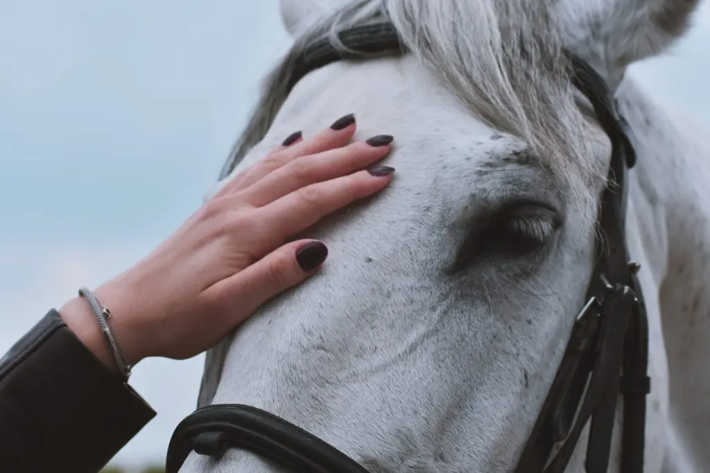 Horse being pet