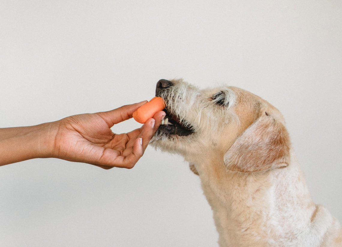 Hand füttert Hund für Algen Haustierfutter Blog