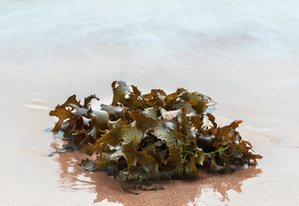 Algae on the beach for algae sunscreen