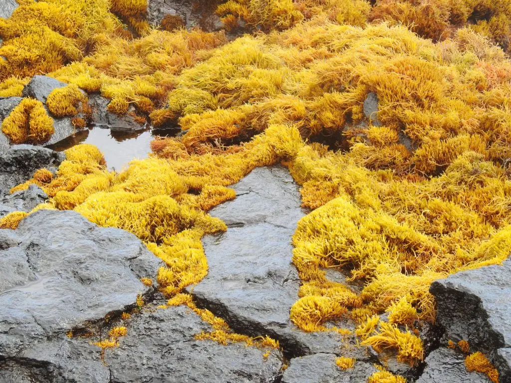 Algen in freier Natur die für Algen Anti-Aging gebraucht werden können