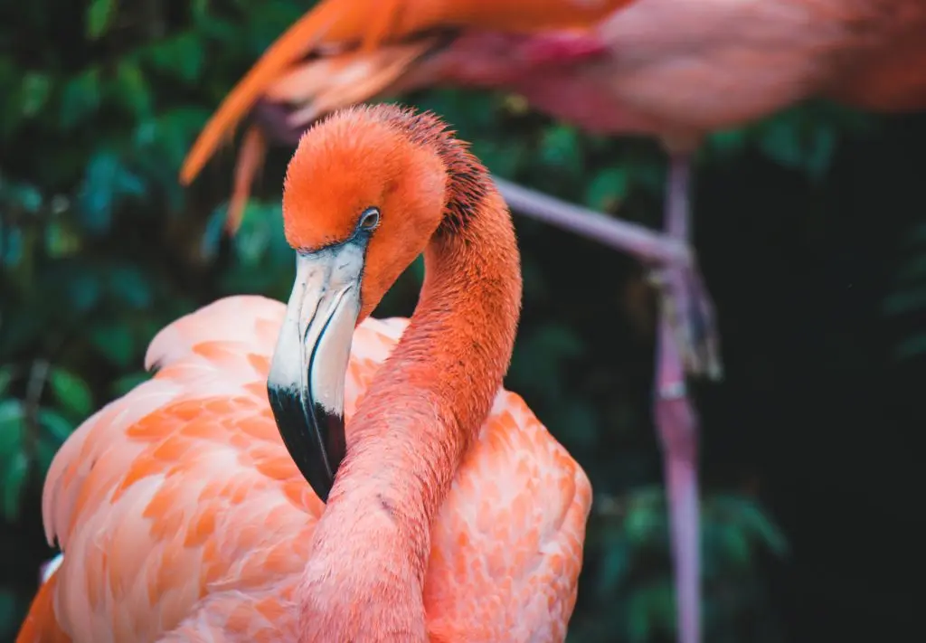 Pink colouring of flamingo from Astaxanthin