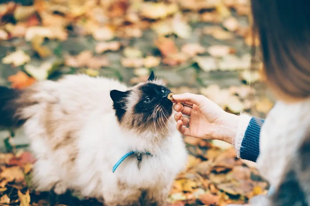 Cat getting fed with snacks including algae extracts for animal feed