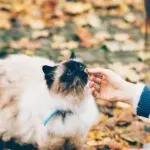 Cat getting fed with snacks including algae extracts for animal feed