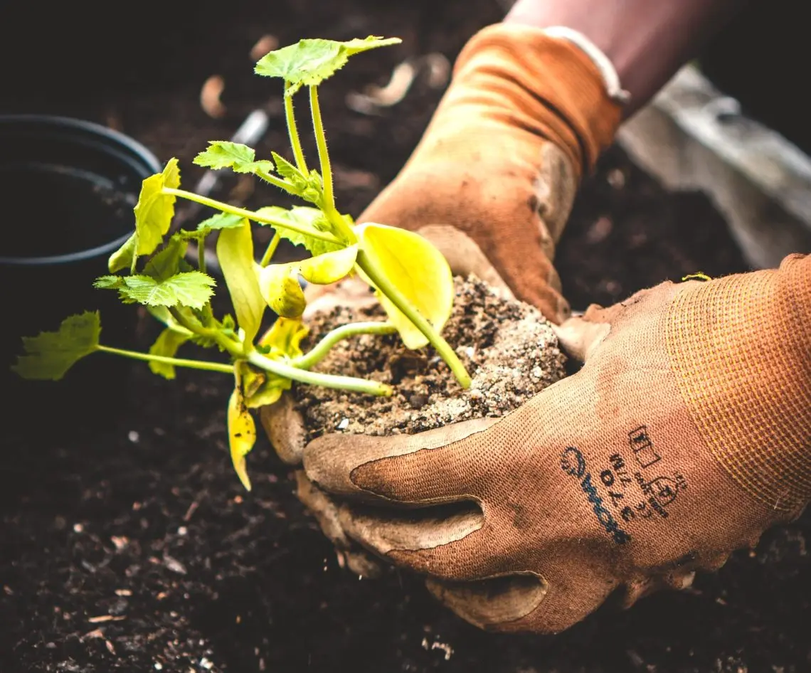 Plant being strengthened by algae extract for fertiliser