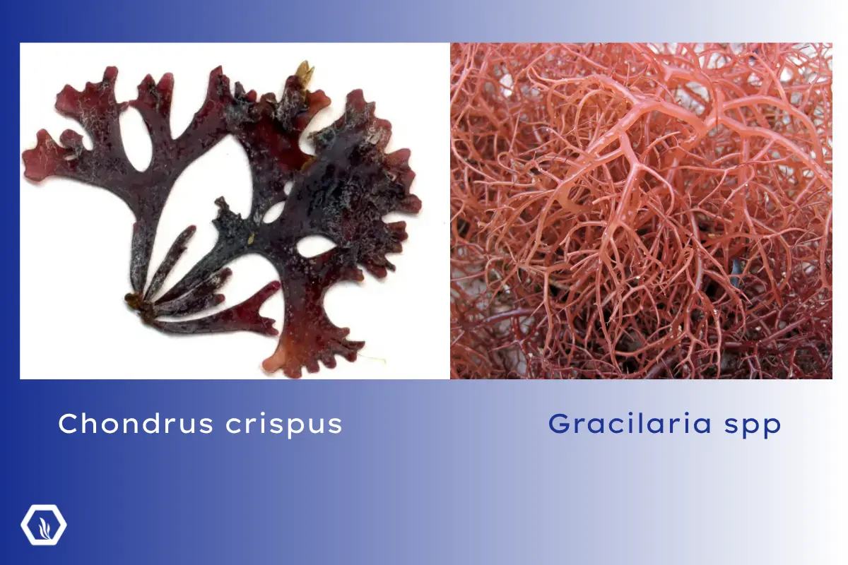 Chondrus und Gracialaria
