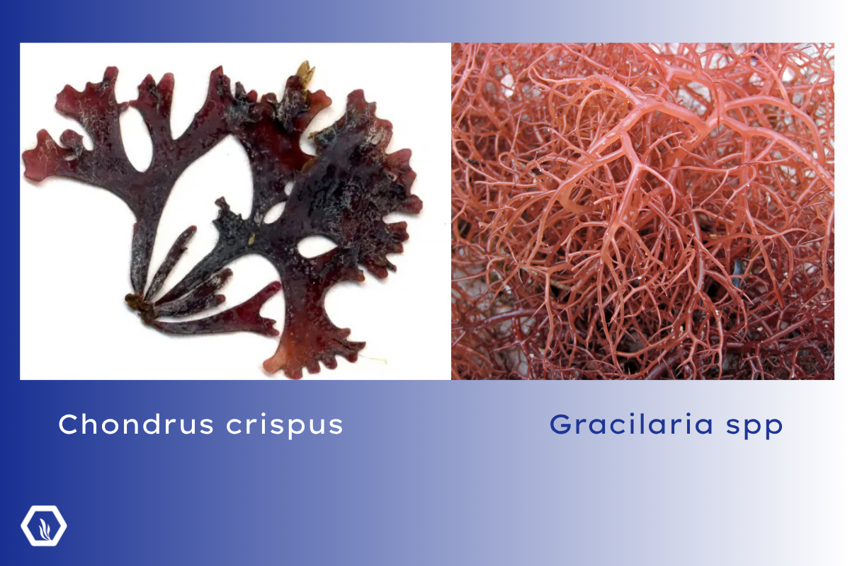 Chondrus und Gracialaria