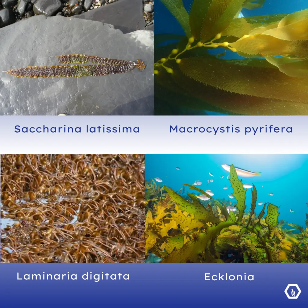 types of kelp