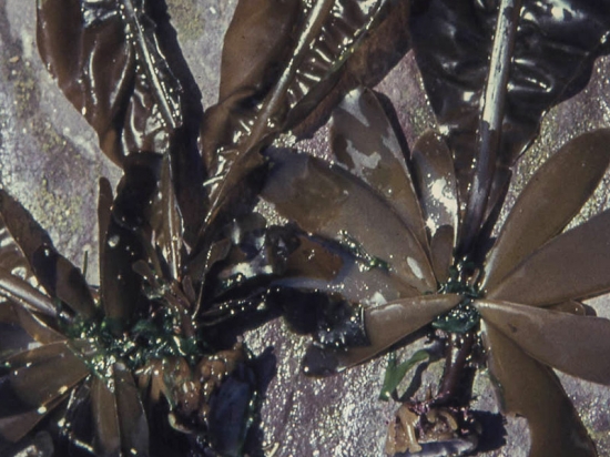 Alaria esculenta (Atlantic Wakame)