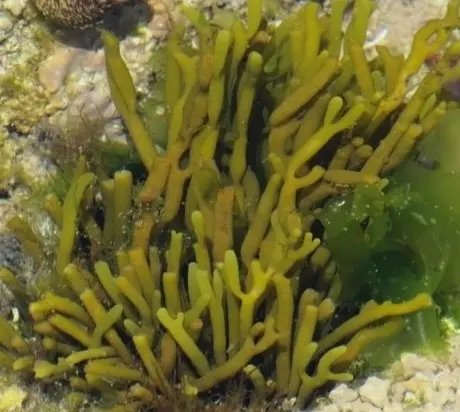 Bifurcaria bifurcata