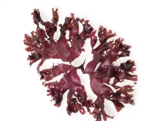 Palmaria palmata (Dulse) – Macroalgae Powder