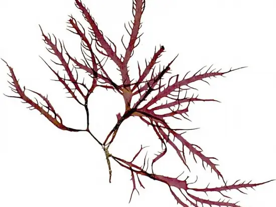 Calliblepharis jubata