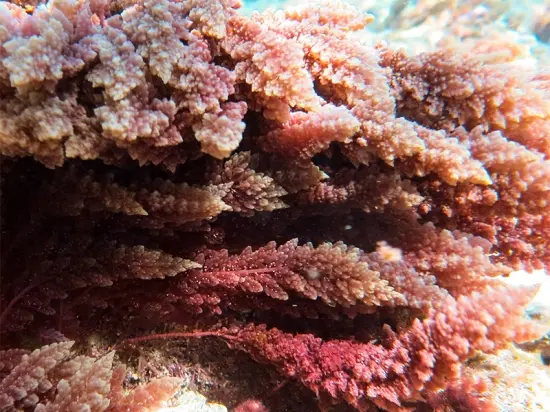 Asparagopsis taxiformis – Getrocknete Ganzkörper-Meeresalge