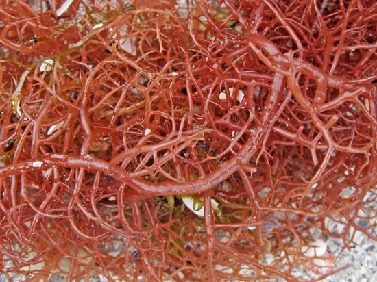 Gracilaria sp. – Macroalgae Powder
