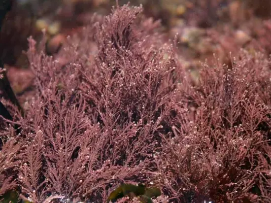 Corallina spp.