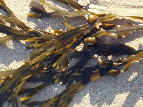 Fucus vesiculosus