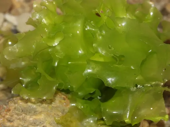 Ulva lactuca (Sea Lettuce) — Organic Seaweed Powder