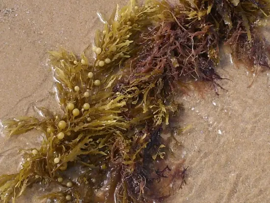 Sargassum muticum