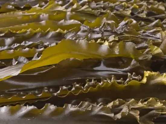 Laminaria japonica (Kombu) — Brown Seaweed Powder
