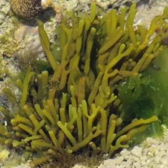 Bifurcaria bifurcata - image