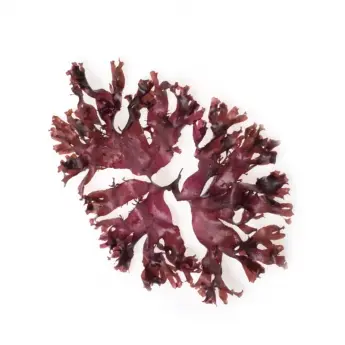 Palmaria palmata (Dulse) - image