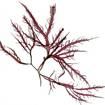 Calliblepharis jubata - image