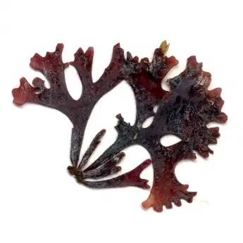 Chondrus crispus - image