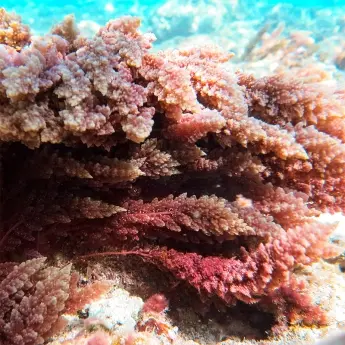 Asparagopsis taxiformis – Getrocknete Ganzkörper-Meeresalge - image