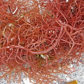 Gracilaria sp. – Macroalgae Powder - image