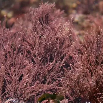 Corallina spp. - image