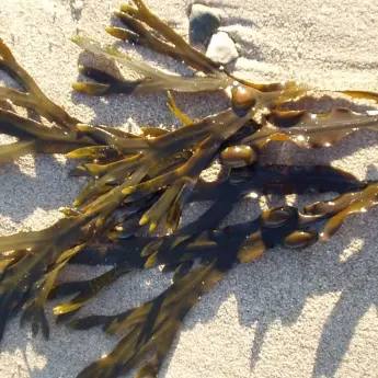 Fucus vesiculosus - image