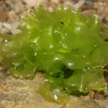 Ulva lactuca (Sea Lettuce) — Organic Seaweed Powder - image