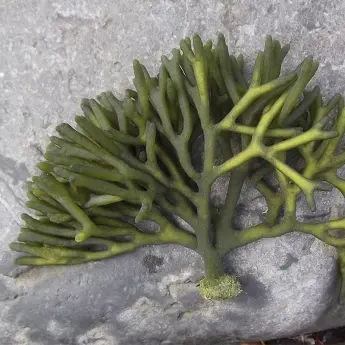 Codium tomentosum - image