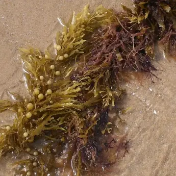 Sargassum muticum - image