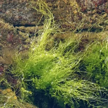 Ulva intestinalis - image