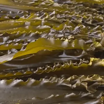 Laminaria japonica (Kombu) — Brown Seaweed Powder - image